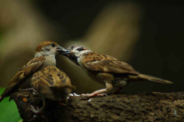 istock Philippine Maya Bird or Eurasian Tree Sparrow perching on a tree branch mouth feeding each other 953027492