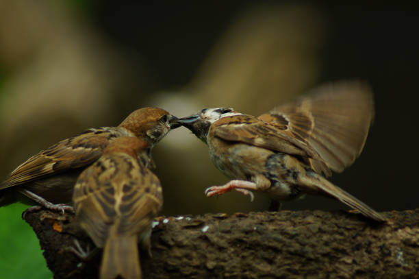 istock Philippine Maya Bird or Eurasian Tree Sparrow perching on a tree branch mouth feeding each other 953027494