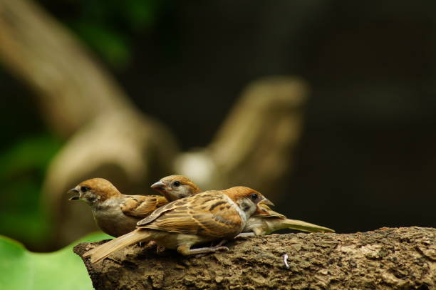 istock Philippine Maya Bird or Eurasian Tree Sparrow perching on a tree branch 953027496
