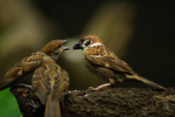 istock Philippine Maya Bird or Eurasian Tree Sparrow perching on a tree branch mouth feeding each other 953027498
