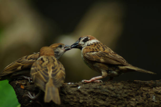 istock Philippine Maya Bird or Eurasian Tree Sparrow perching on a tree branch mouth feeding each other 953027508