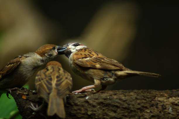 istock Philippine Maya Bird or Eurasian Tree Sparrow perching on a tree branch mouth feeding each other 953027514