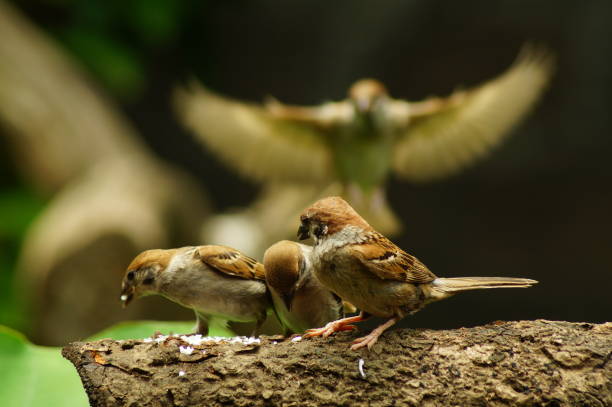 istock Philippine Maya Bird or Eurasian Tree Sparrow perching on a tree branch 953027526