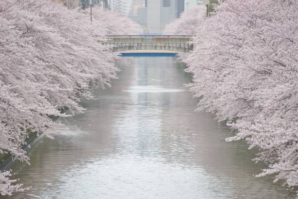 istock cherry blossoms at meguro river 953027566