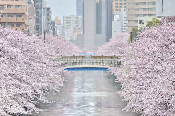 istock cherry blossoms at meguro river 953027570