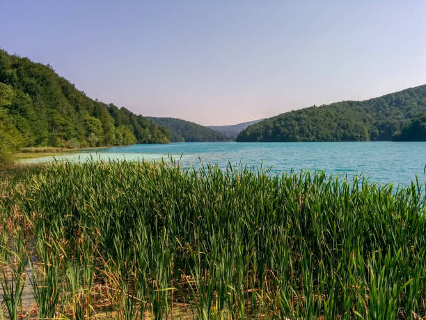 istock Reed green mountains Plitvice Lakes 953027672