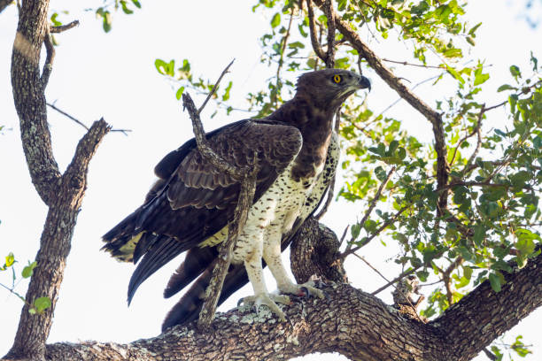 istock Martial Eagle in Kruger National park, South Africa 953028110
