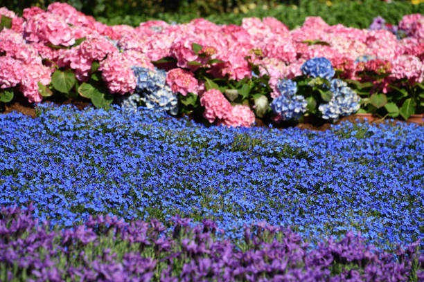 istock Farmed colorful outdoor flowers field 953028896