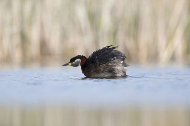 istock The red-necked grebe (Podiceps grisegena)  swimming and preening in a small lake. 953029008