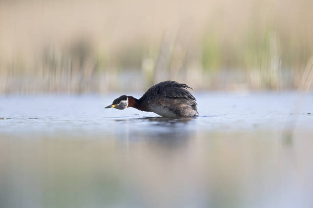 istock The red-necked grebe (Podiceps grisegena)  swimming and preening in a small lake. 953031214