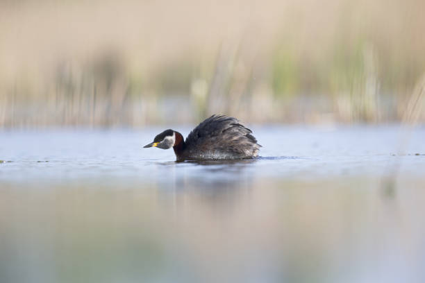 istock The red-necked grebe (Podiceps grisegena)  swimming and preening in a small lake. 953031314