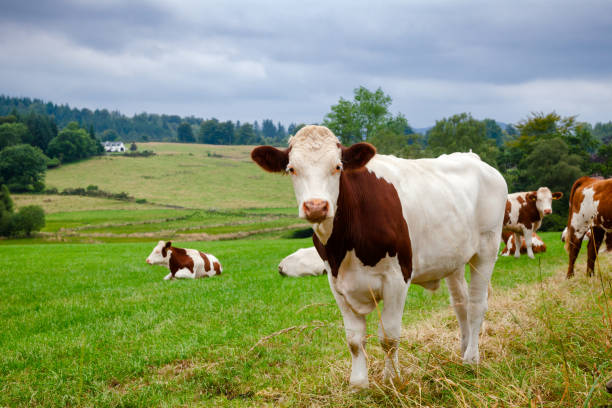 paesaggio rurale scozzese con bestiame frisone holstein al pascolo - bestiame bovino di friesian foto e immagini stock