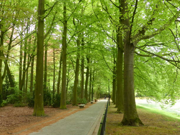 istock Wandelpad Rivierenhof 953031714