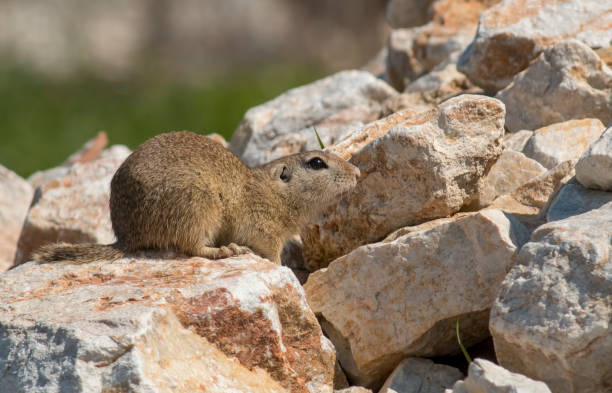 istock European ground squirrel standing on the meadow 953031836