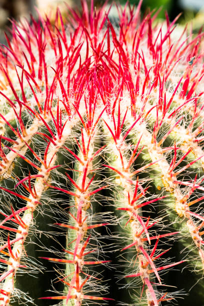 Macro shoot on cactus head with long vivid red spikes stock photo