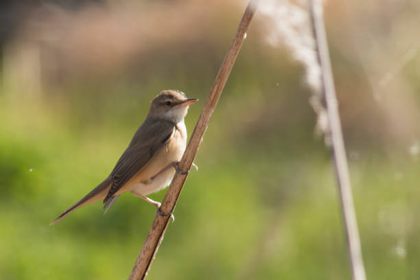 istock European Reed Warbler 953032360