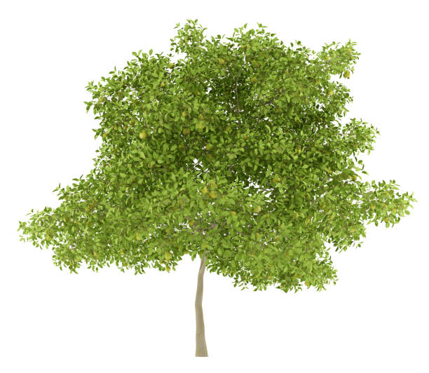 pear tree with pears isolated on white background. 3d illustration pear tree with pears isolated on white background. 3d illustration pear tree photos stock pictures, royalty-free photos & images