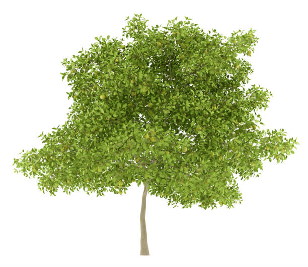 árvore de pera com peras isolado no fundo branco. ilustração 3d - pear tree - fotografias e filmes do acervo