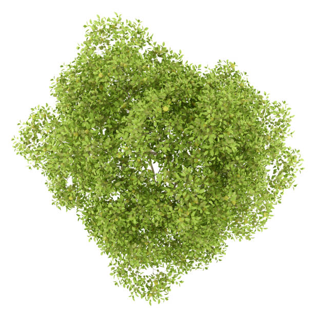 istock top view of pear tree with pears isolated on white background. 3d illustration 953032480