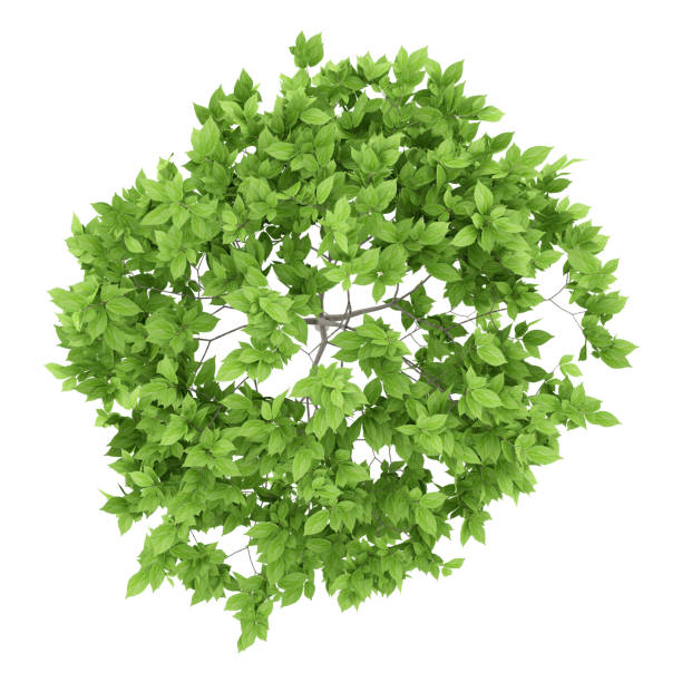 istock top view of plum tree isolated on white background. 3d illustration 953032484