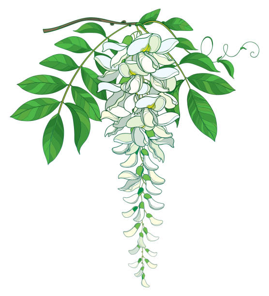 vektor zweig der gliederung glyzinien oder glyzinien blumenstrauß in pastell weiß, isoliert auf weißem hintergrund knospe und reich verzierten grünes blatt. - branch twig bud isolated stock-grafiken, -clipart, -cartoons und -symbole