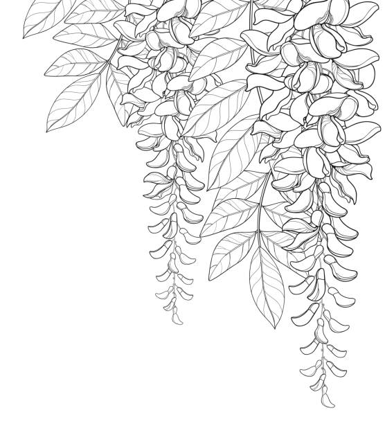 illustrazioni stock, clip art, cartoni animati e icone di tendenza di bouquet d'angolo vettoriale di contorno mazzo di fiori di glicine o wistaria, bocciolo e foglia in nero isolato su sfondo bianco. - wisteria