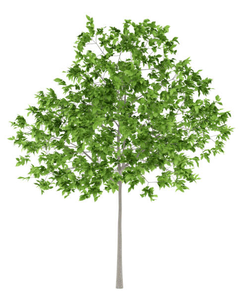 istock plum tree isolated on white background. 3d illustration 953032704
