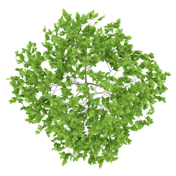 istock top view of plum tree isolated on white background. 3d illustration 953032712