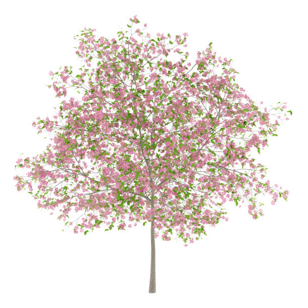 istock flowering plum tree isolated on white background. 3d illustration 953032902