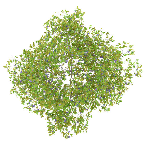 istock top view of plum tree with plums isolated on white background. 3d illustration 953033032