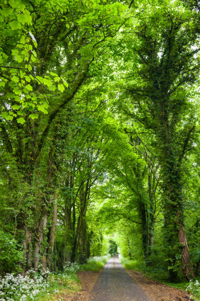 istock Straight rural road through greenery in Southern England 953033124