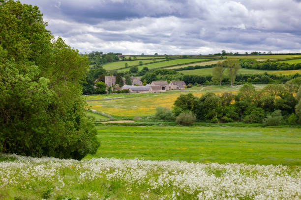 Summer english rural landscape with flower fields and small village in background.  Southern England, UK