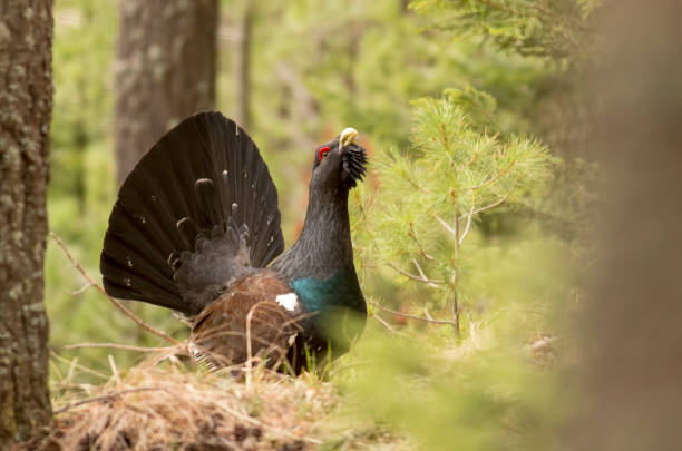istock Capercaillie (Tetrao urogallus) male in the spring forest 953033366
