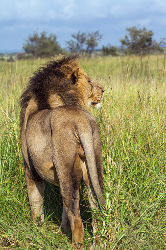 Specie Panthera leo family of Felidae