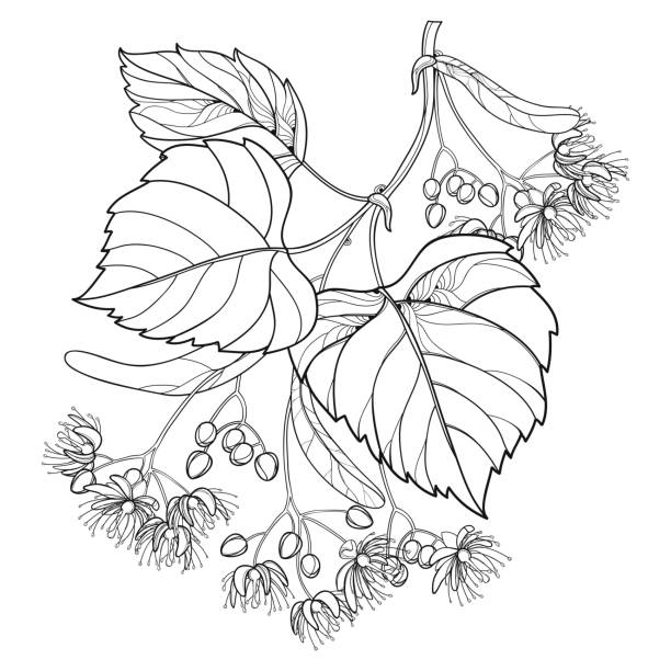 Vector outline Linden or Tilia or Basswood flower bunch, bract, fruit and ornate leaf in black isolated on white background. Vector outline Linden or Tilia or Basswood flower bunch, bract, fruit and ornate leaf in black isolated on white background. Linden branch in contour style for summer design and coloring book. tilia cordata stock illustrations