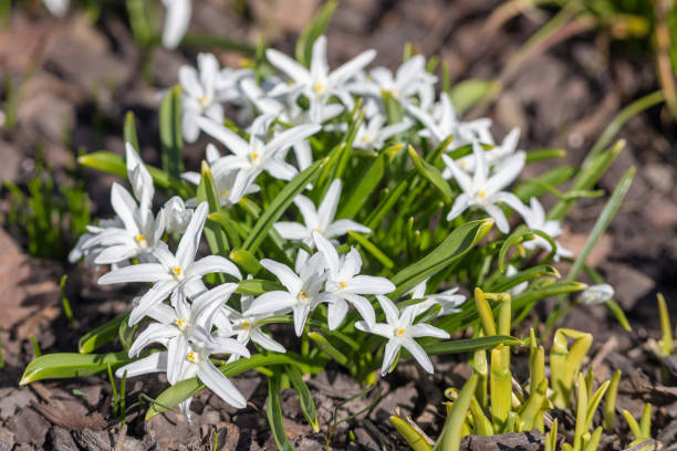istock chionodoxa in the spring garden 953035864
