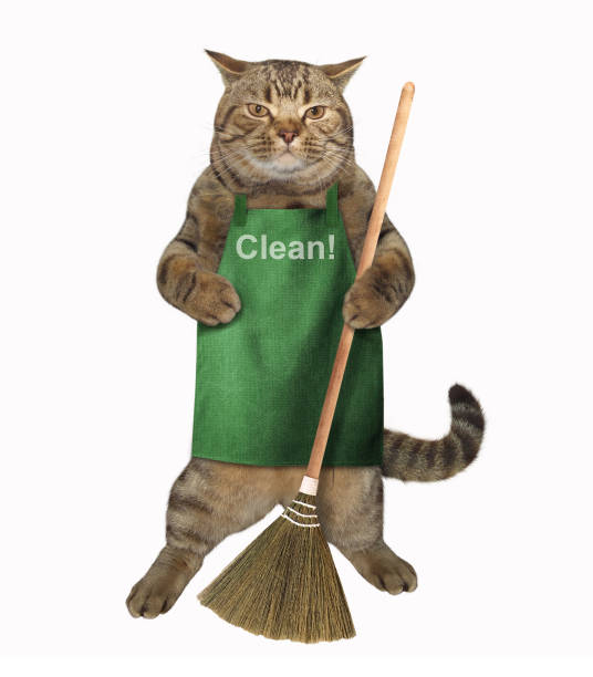 istock Cat in an apron with a broom 953036062
