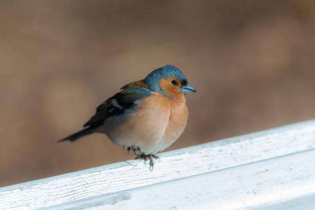 istock portrait of the chaffinch 953036530