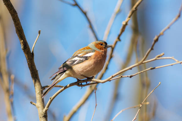 istock portrait of a chaffinch 953036566