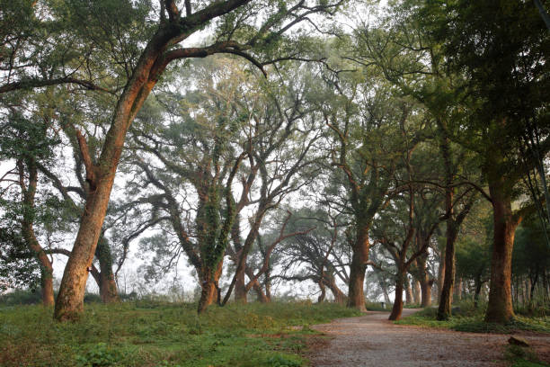 istock Ancient camphor trees in Wuyuan, China 953037092