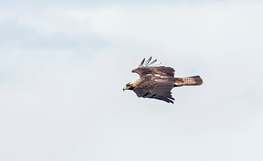 Eastern Imperial Eagle