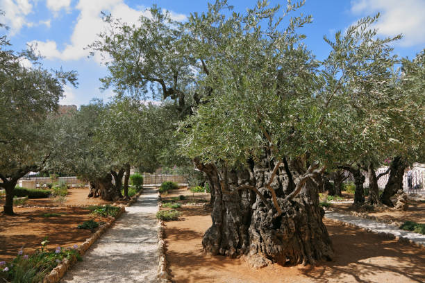 istock Garden of Gethsemane.Thousand-year olive trees 953041040