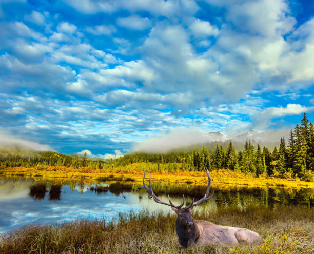 istock Noble deer with branched horns 953041080