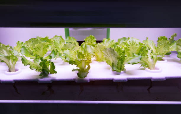 istock Greenhouse vegetables Plant with Led Light Indoor Farm Technology 953044622