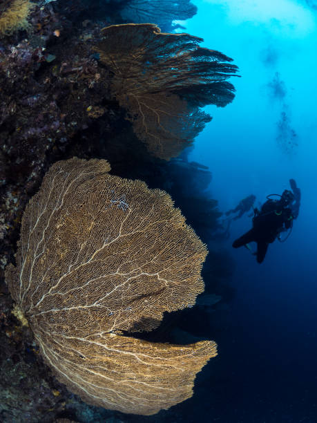 istock Sea fans, diver with torch 953048928