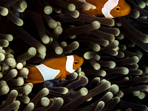 istock Clownfish in Soft Coral 953049426