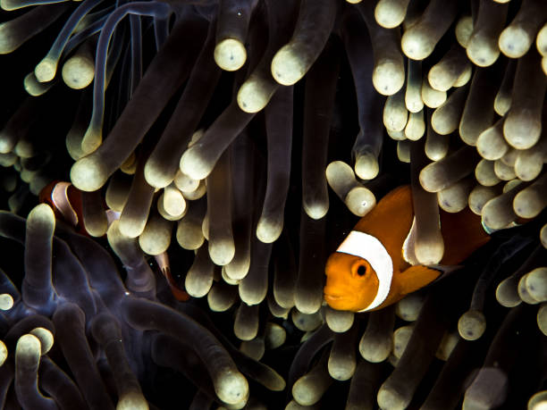 istock Clownfish in Soft Coral 953049452