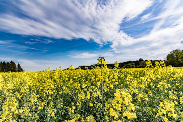 Flowering rape field in Germany stock photo