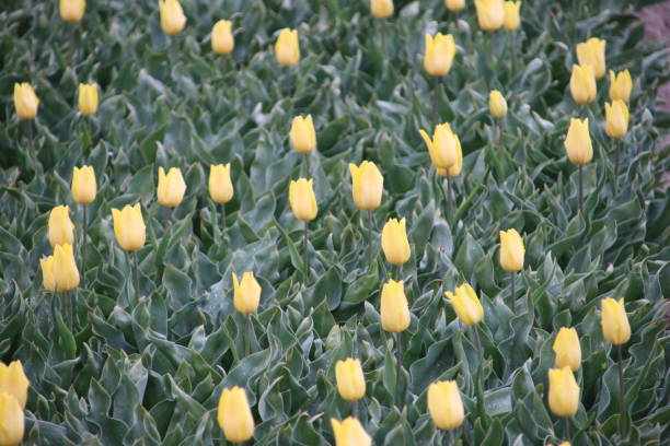 istock Fields of`yellow tulips in a row on the island Goeree Overflakkee during springtime in the Netherlands. 953052148