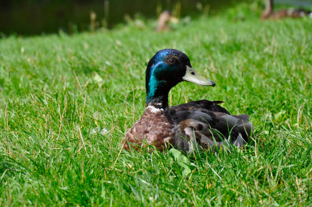 istock A duck sitting on the green grass 953052894